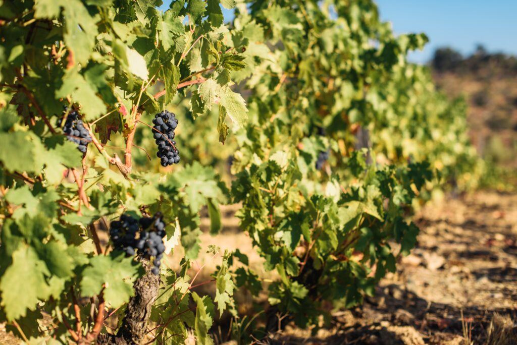 4x4 tour through Douro vineyards