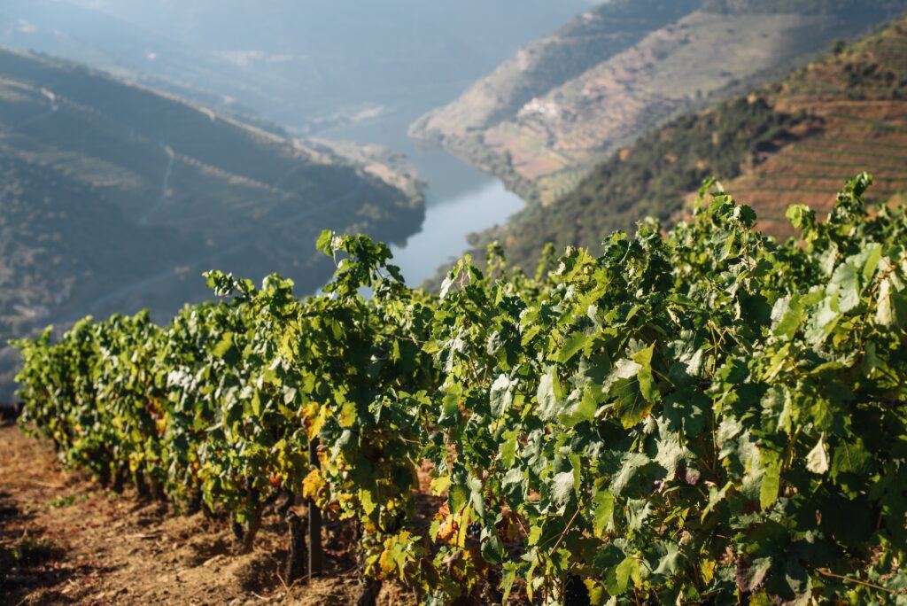 Douro Valley wine tour from Porto