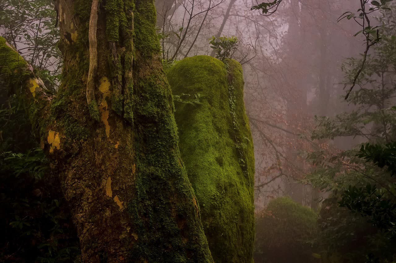 The Capuchos Convent, Sintra