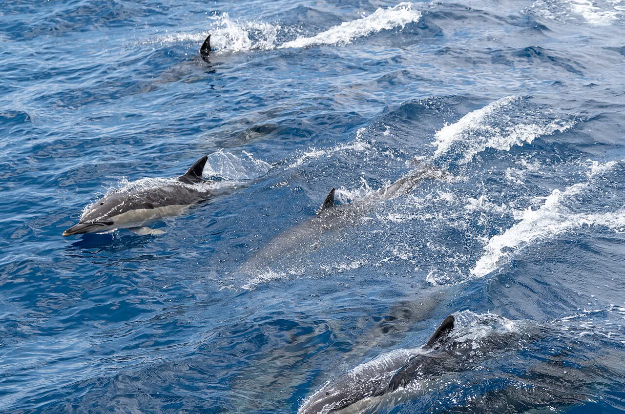 Dolphin Watching in Portugal