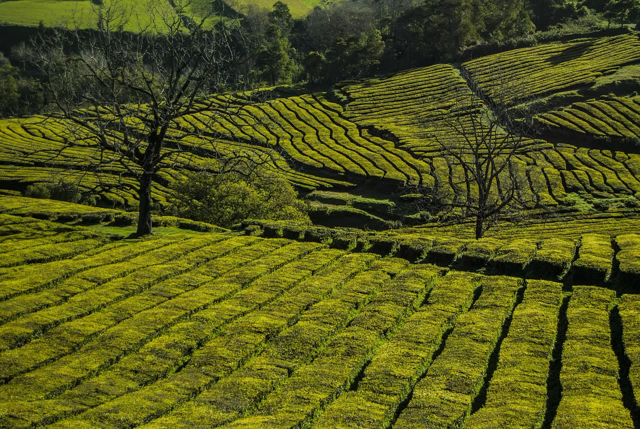 Gorreana Tea Plantation, Sao Miguel