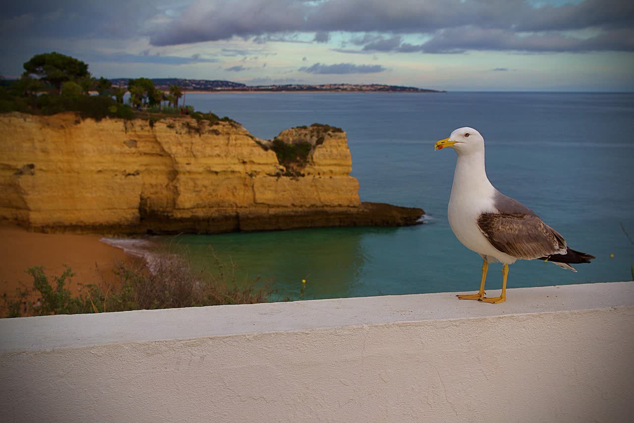 5 Best Luxury Hotels in Albufeira