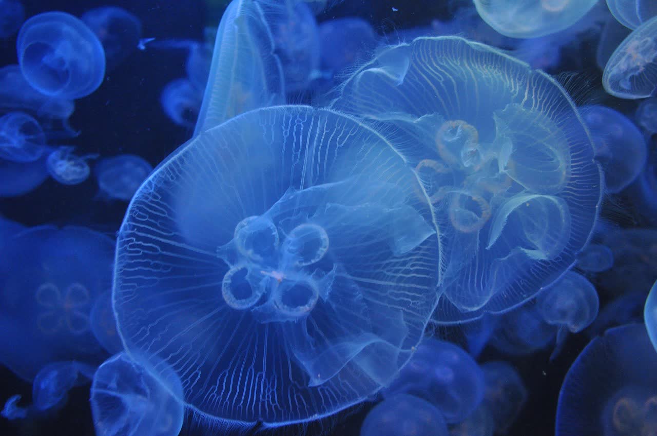 Visiting the Oceanario de Lisboa