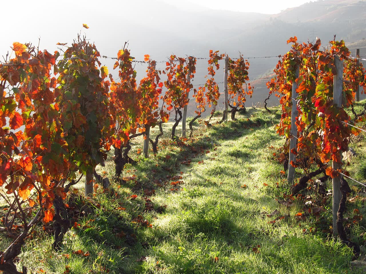 Portugal Wine Itinerary
