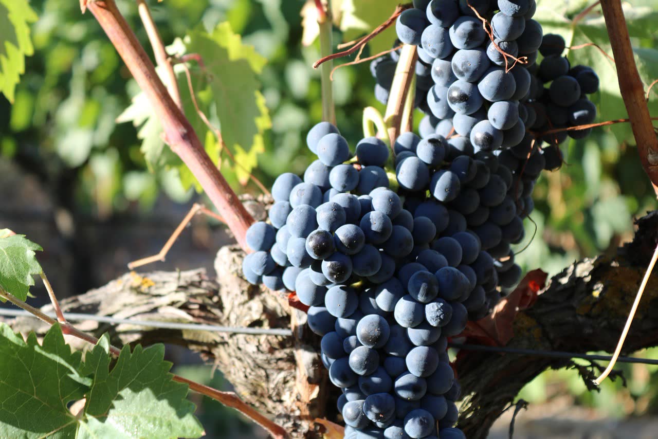 Portugal Wine Regions and the Best Wineries to Visit