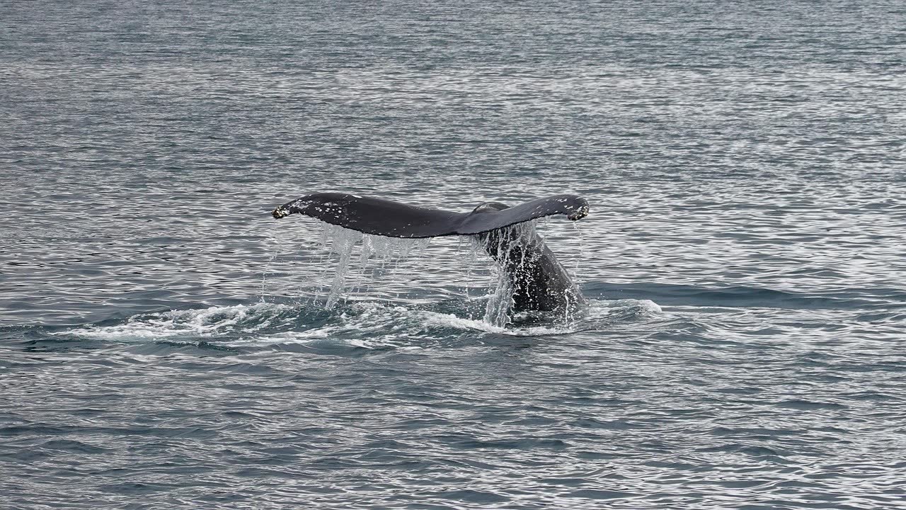Whale Watching in the Azores