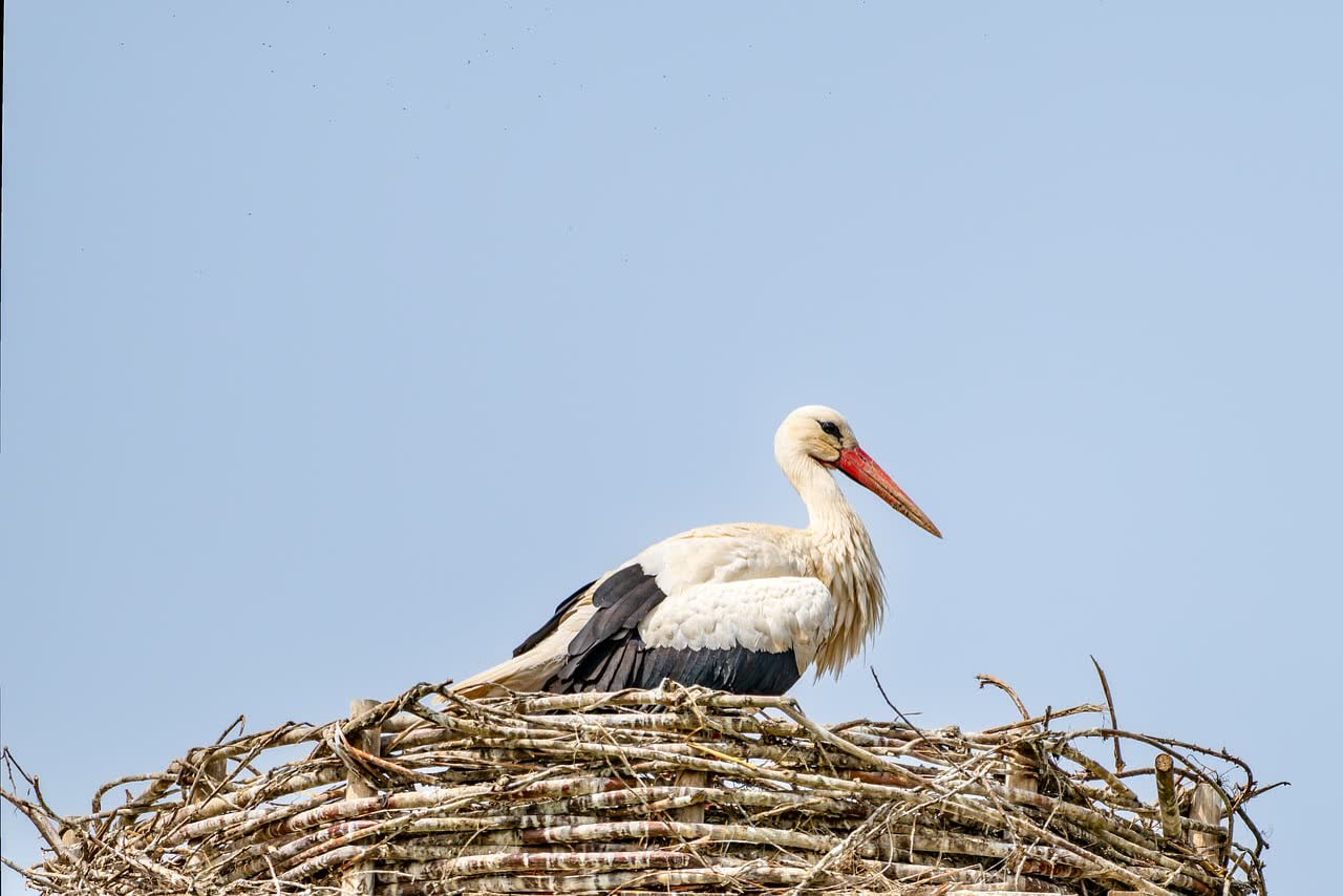 Wildlife in Portugal